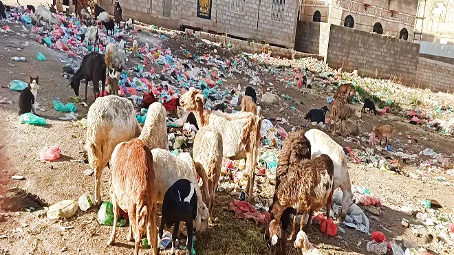 ​تصيب الإنسان بعدد من الميكروبات من بينها الشيجيلا والسالمونيلا